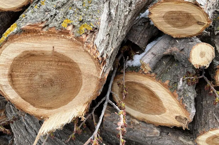 Dutch elm disease found in three Saskatoon trees