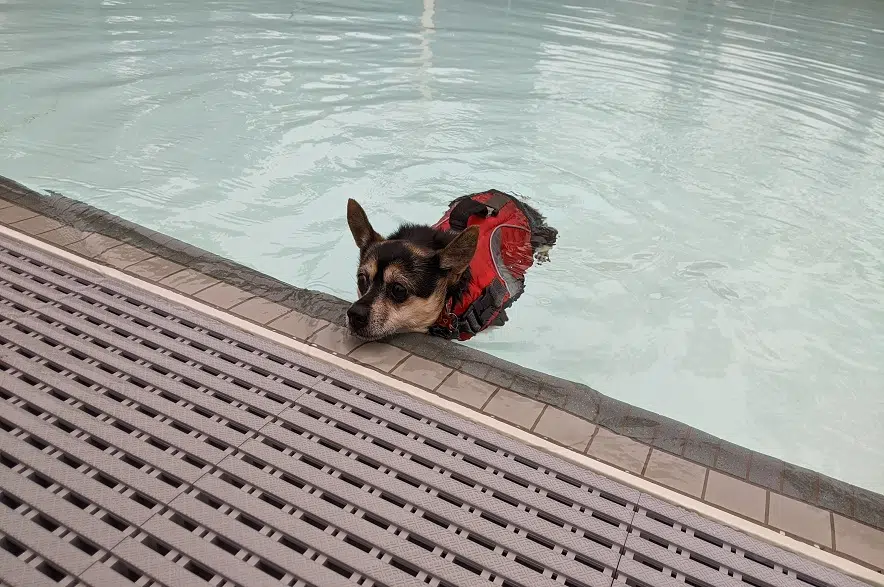Saskatoon lets dogs close out outdoor pool season