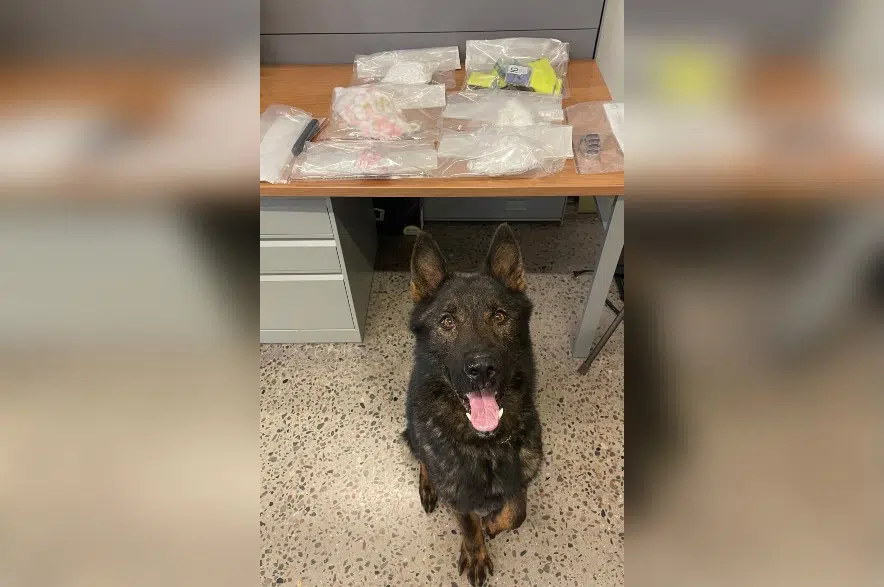 RCMP's Kilo finds 1.5 kilos of cocaine during traffic stop near Maidstone