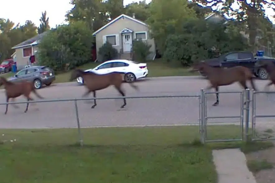 Animals caught horsing around after escaping P.A. fairgrounds