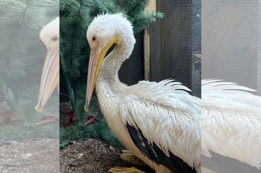 Wildlife group fishing for donations to feed injured pelicans