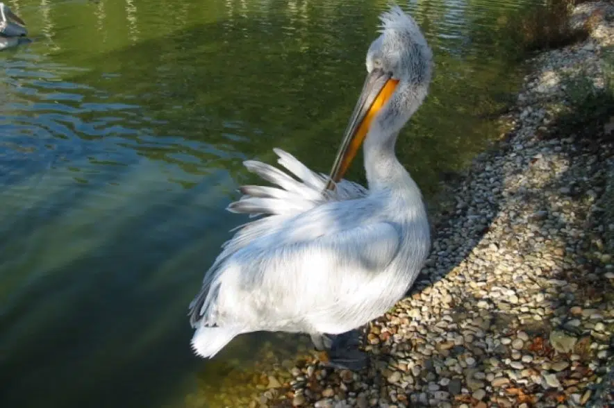 Saskatoon animal rehab centre takes in abnormal number of injured pelicans