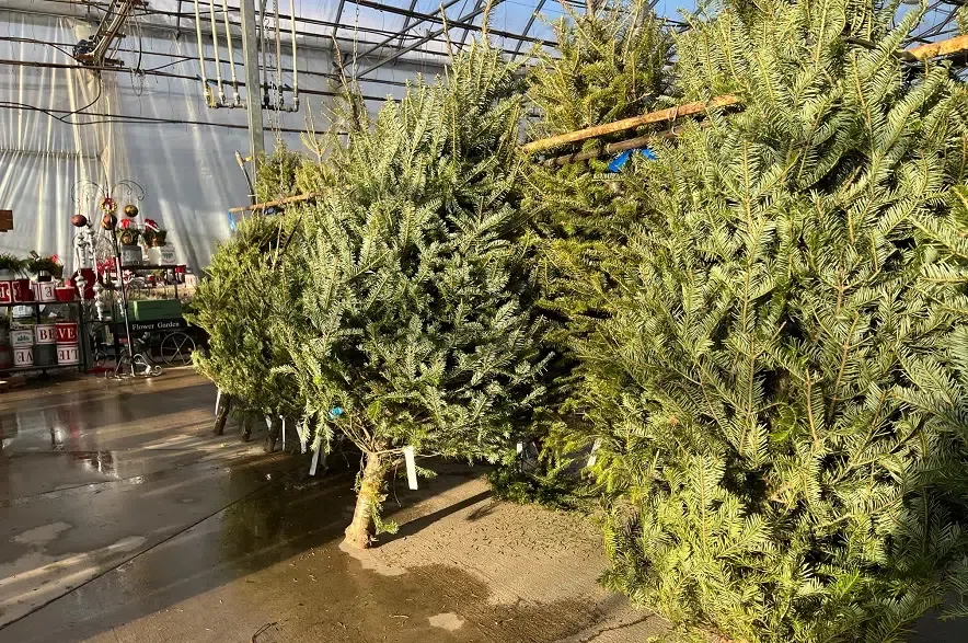 Dutch Growers owner says Christmas trees in short supply