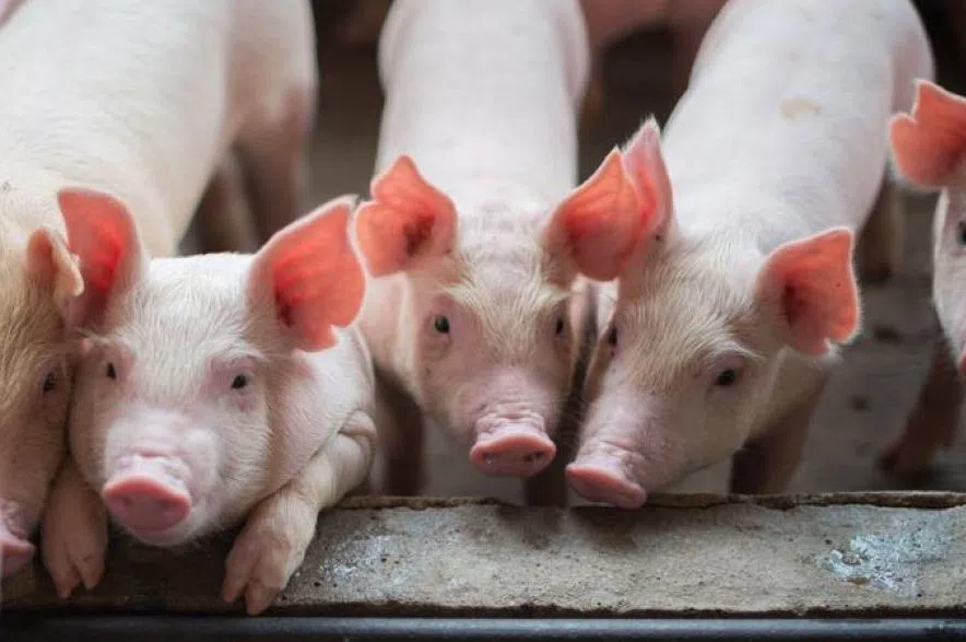 Thousands of pigs lost in fire near Cudworth