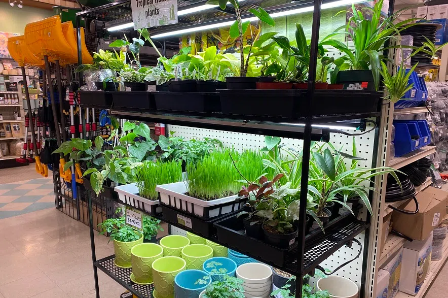 Warm spell brings more customers looking for plants