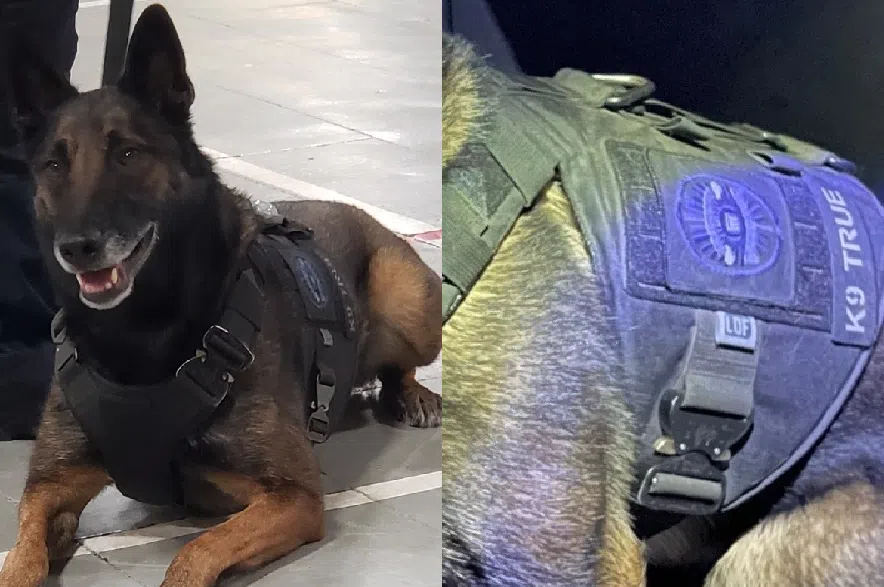 Moose Jaw police dog's ballistic vest missing