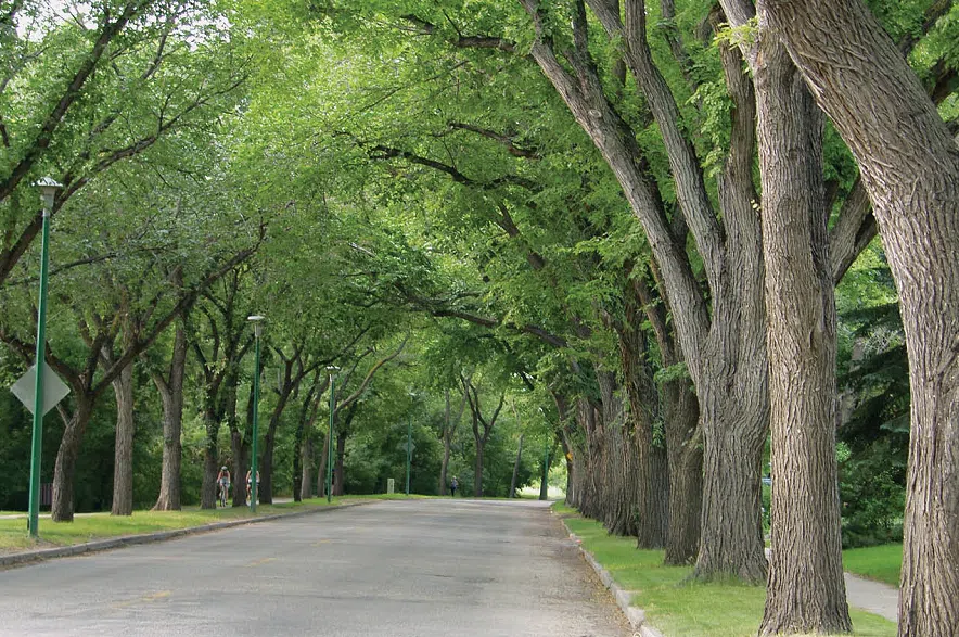 Stronger tree protection rules root in Saskatoon