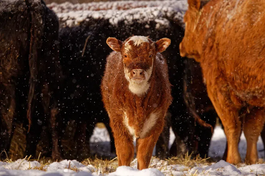 Saskatchewan farmers look back on not-so-snowy winter