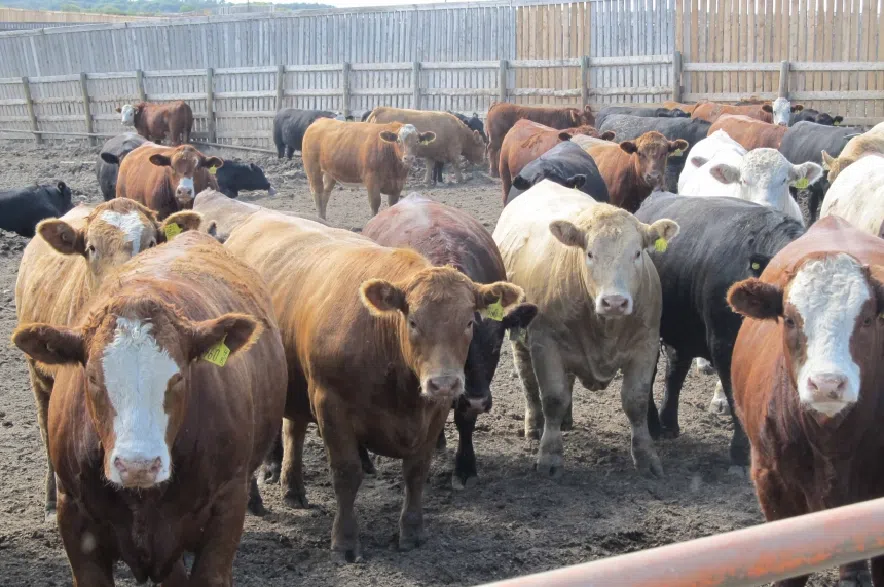 Additional payments coming to Sask. livestock farmers through feed program