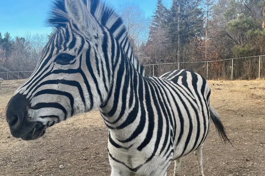 Zebras seized during investigation to remain at Saskatoon's Forestry Farm