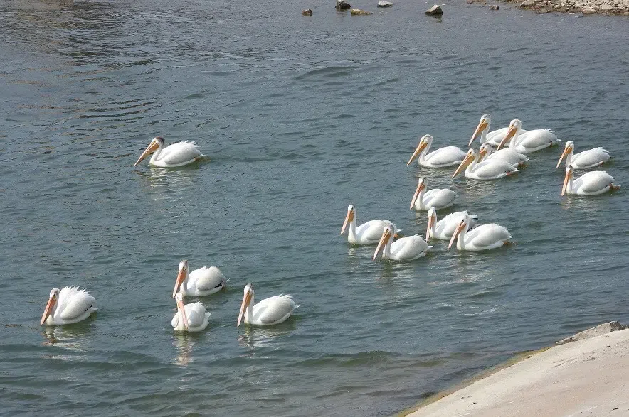 Signs of spring: Pelicans return to South Saskatchewan River