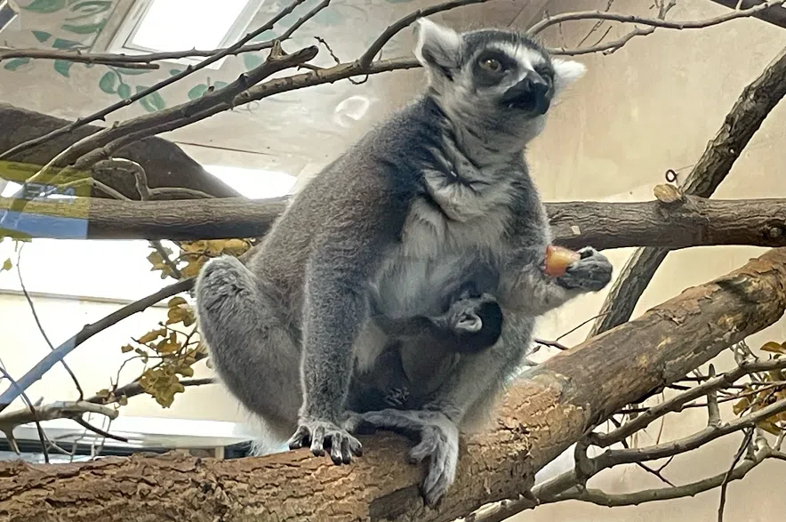 WATCH: Saskatoon zoo welcomes baby ring-tailed lemur
