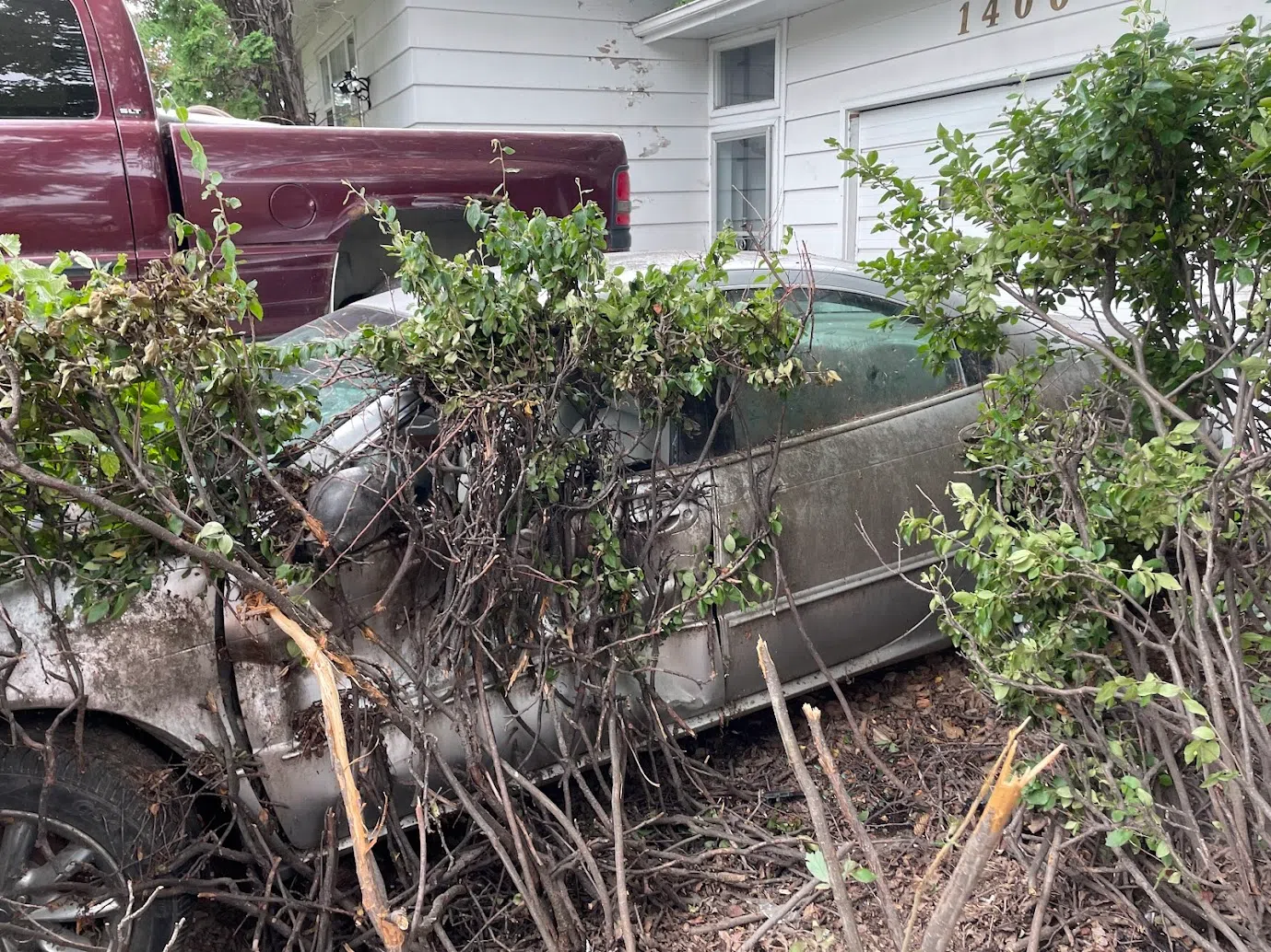 The bushes next door to the house hit by a truck on Louise Avenue were also damaged. (Alex Brown/650 CKOM)