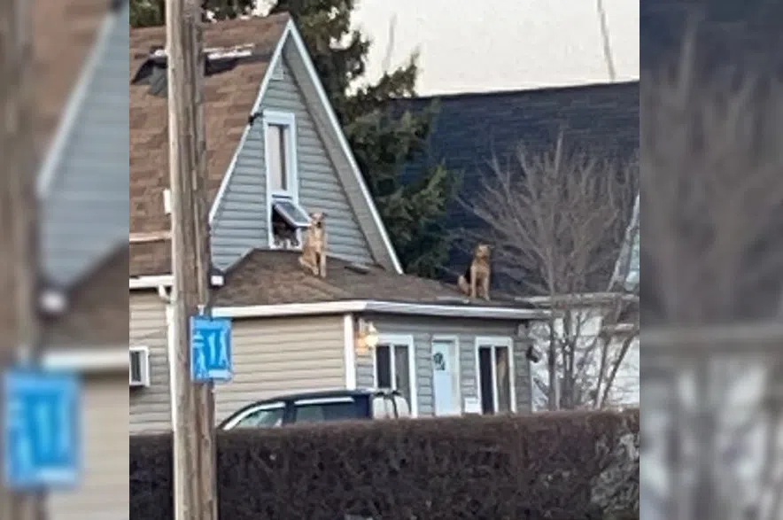 Neighbours in the town of Allan, Sask. say the dogs regularly escape the home through an upstairs window.