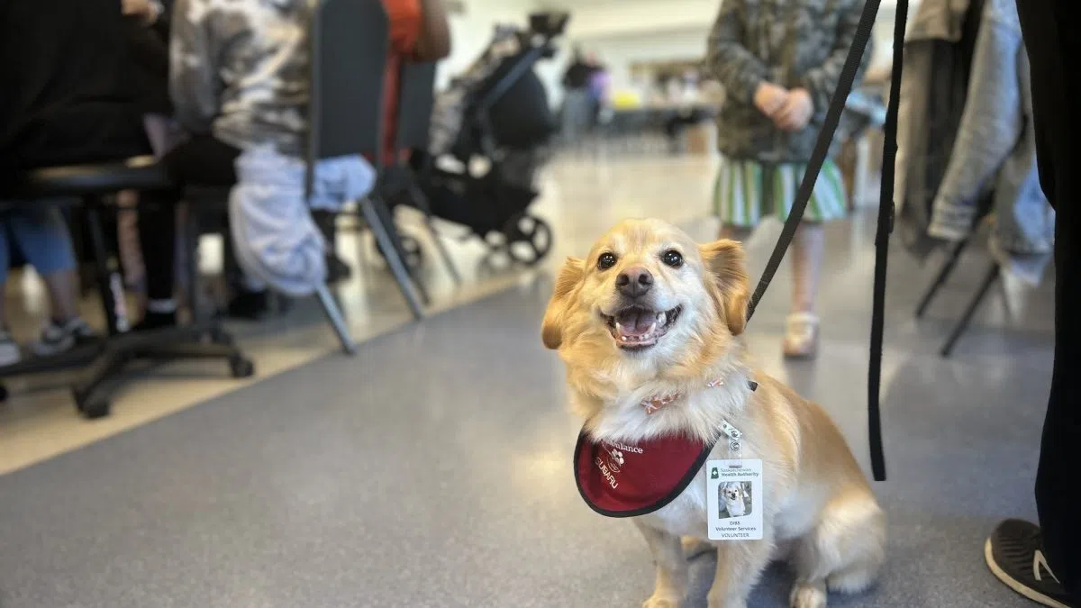 Meet the therapy dog bringing comfort at Saskatoon vaccine clinics