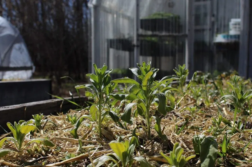 Shifting Blooms raised bed