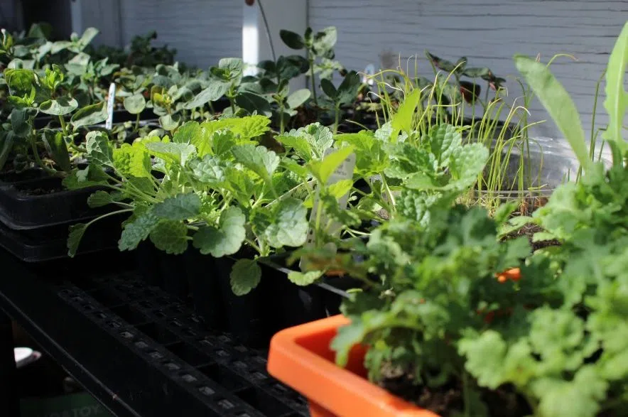Raney's greenhouse filled with plants