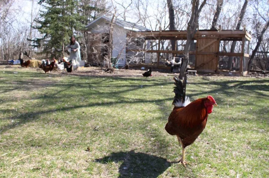 Kristen Raney's chicken coop