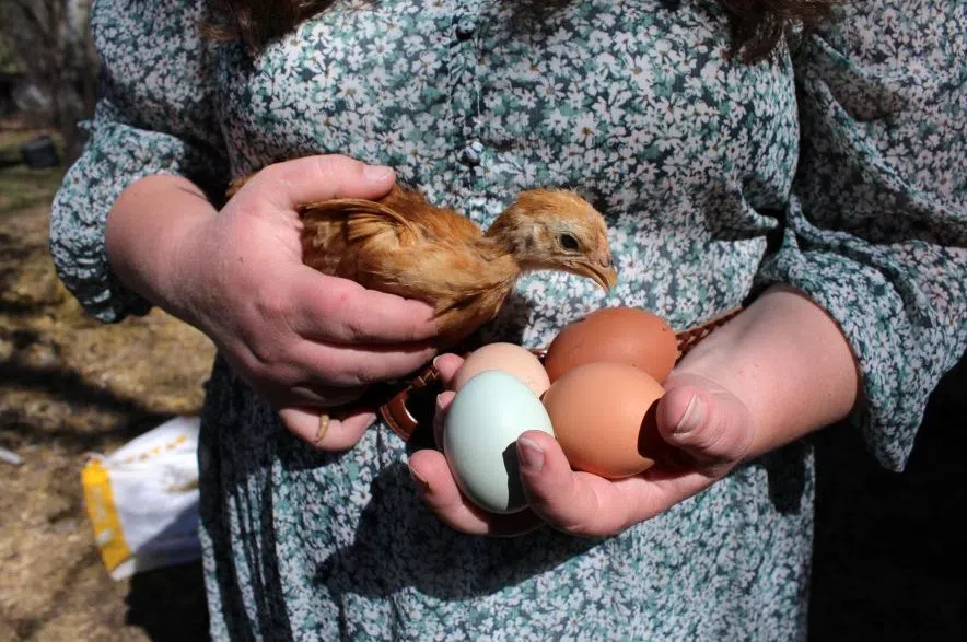 Raney holding eggs and a chicken