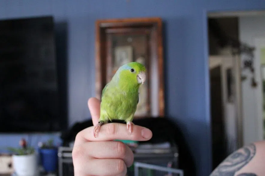 Lizzie the parrotlet