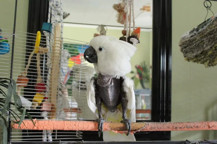 Bonnie the cockatoo