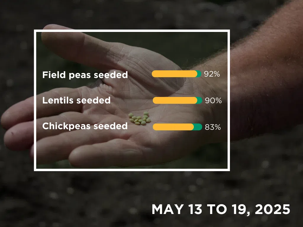 Saskatchewan pulse crops for May 13 to 19, 2025. (Photo and graph by Céline Grimard/650 CKOM)