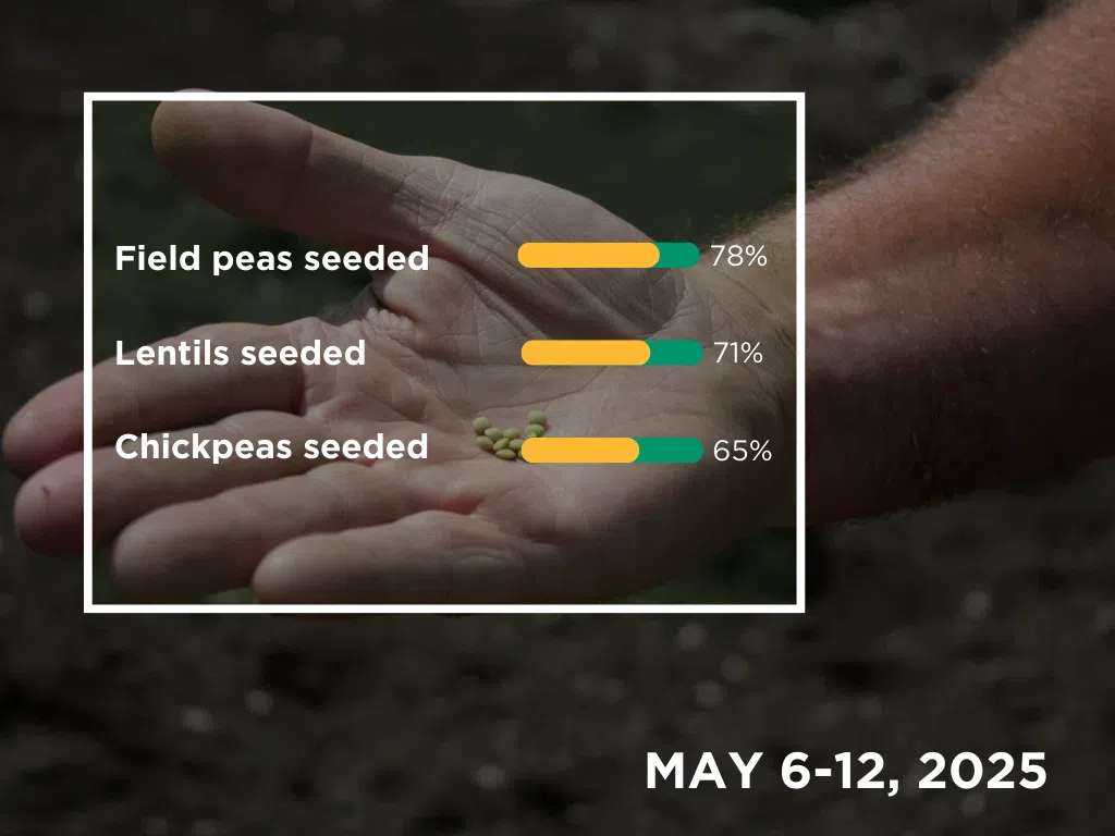 Pulses seeding progress as per the crop report for May 6 to 12, 2025. (Photo by Libby Grey and graph by Céline Grimard.)