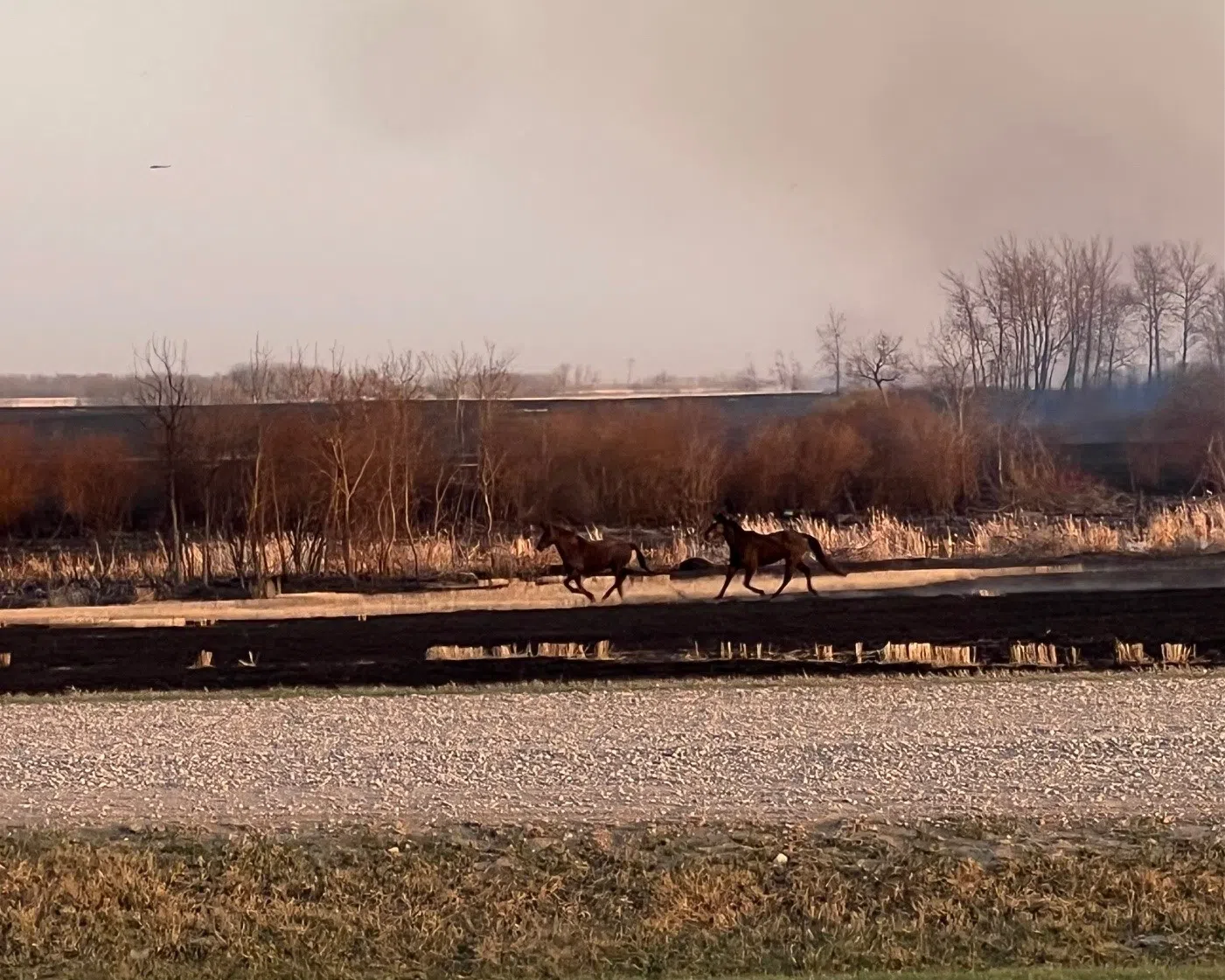 Two horses look to escape the scorched earth on James Smith Cree Nation. (Submitted photo/Becky Head)