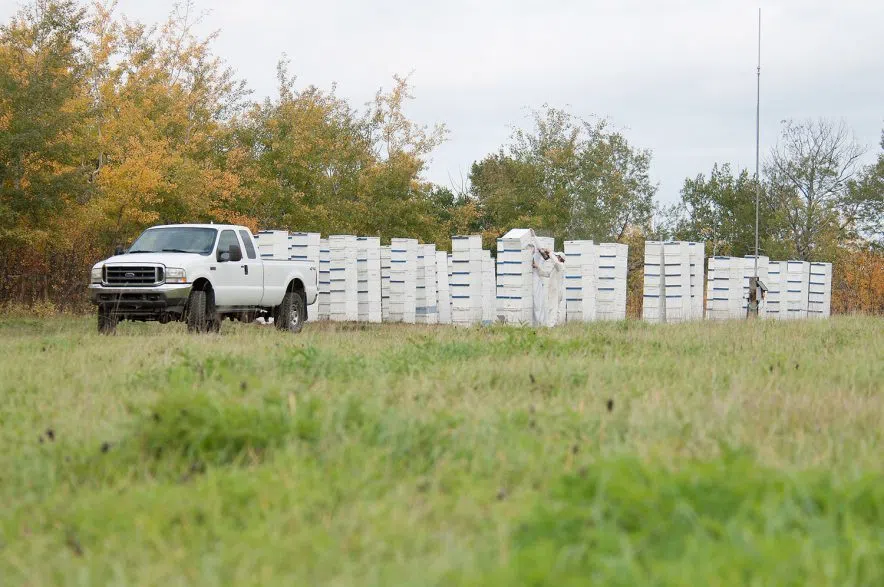 Beehives in field