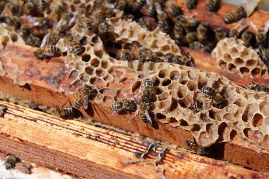 Close up of bees