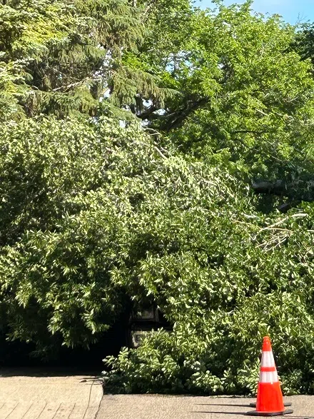 The tree on the truck.