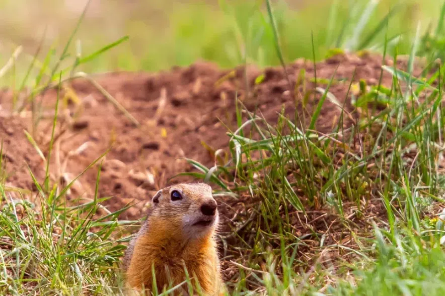 A gopher pokes his head out of a hole.