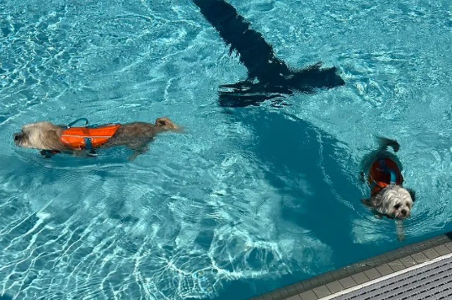 Dogs in swimming pool.