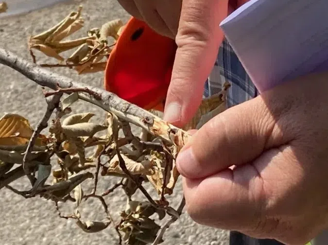 Tree in Regina infected with Dutch Elm Disease