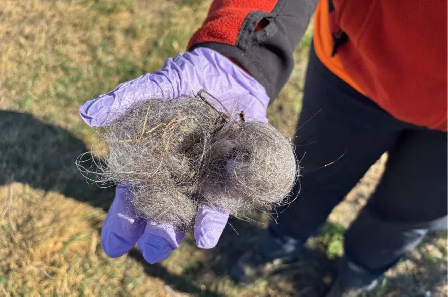 Erika Quiring holds human hair