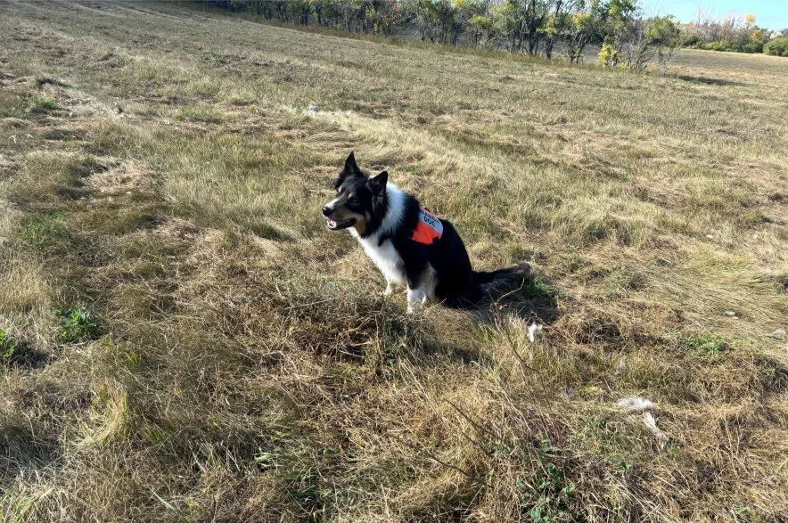 Hawk the dog