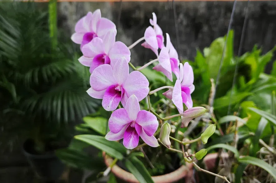 Dendrobium orchid.