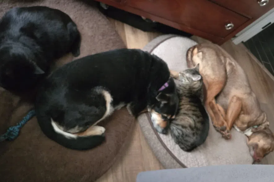 Two dogs and two cats sleeping.