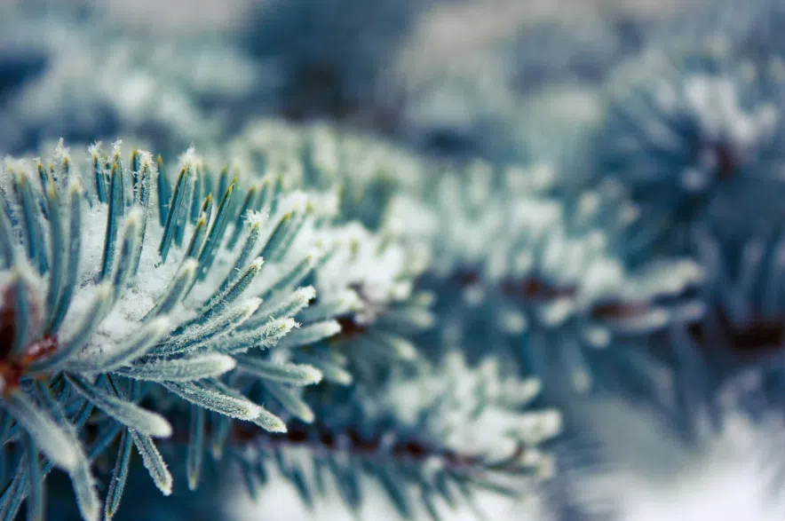 Frosty spruce branch with snow.