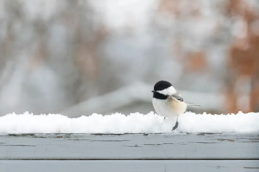 Black-capped chickadee.