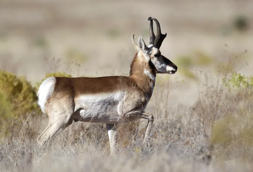 Sask. environment ministry working to preserve migration corridors for pronghorns