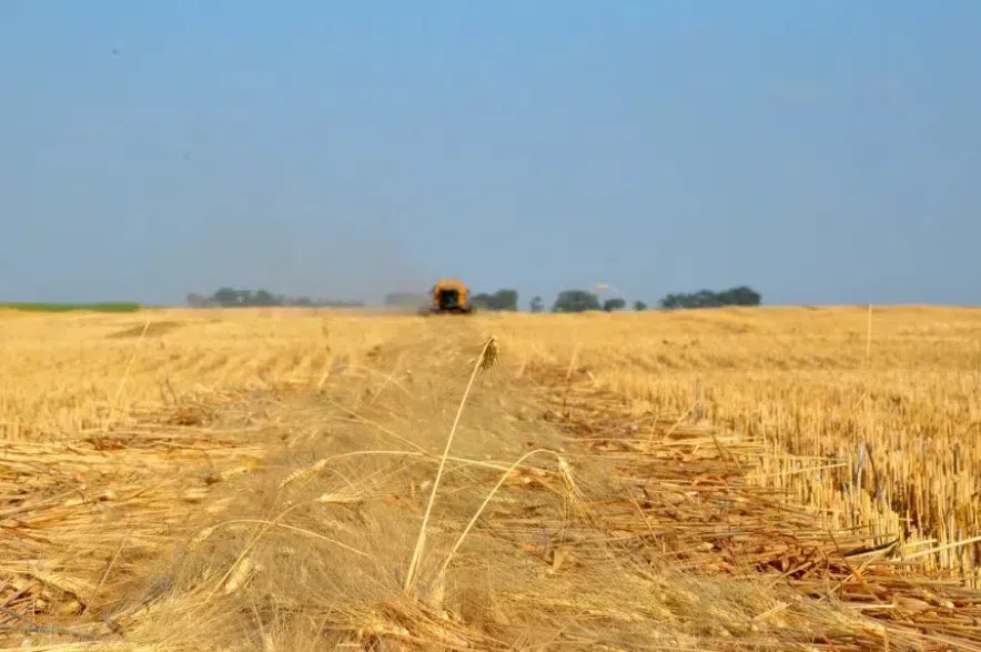 Wheat being combined in a Saskatchewan field.