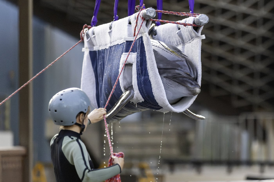 Dolphin Echo is transported onto a truck via a sling at Marineland in Niagara Falls, Ont., on Wednesday Aug. 26, 2026.