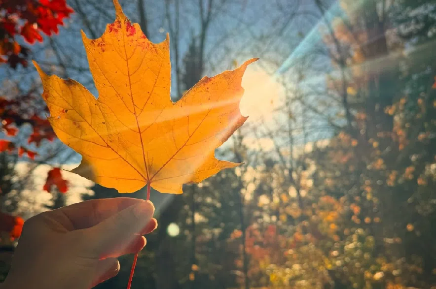 A person holds up an orange leaf on a warm fall day.