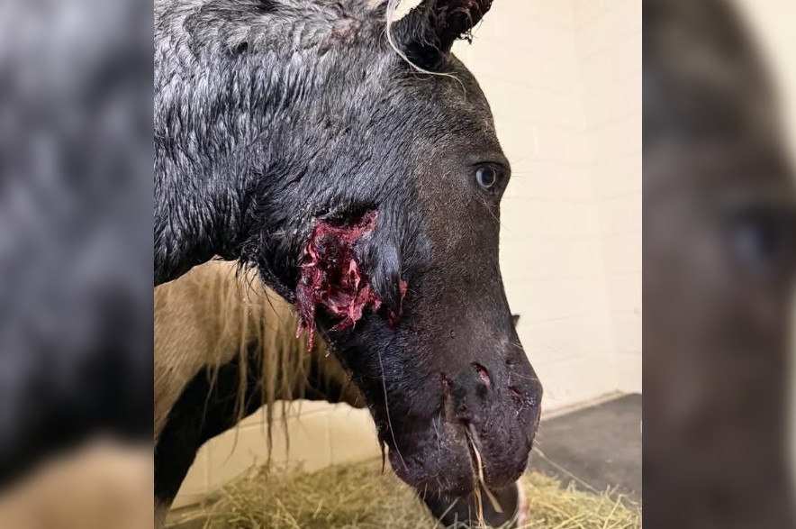 Injuries to one of Kaitlyn McIntyre's miniature horses near Kindersley on Sept. 8, 2026. (WestCentralOnline)