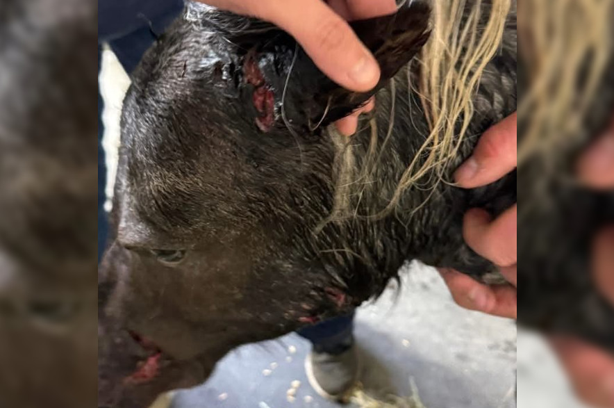 Injuries to one of Kaitlyn McIntyre's miniature horses near Kindersley on Sept. 8, 2026. (WestCentralOnline)