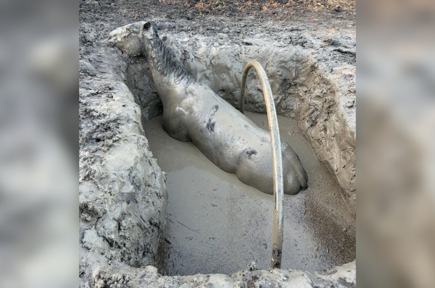 A horse stuck in a mud pit, coated in mud.