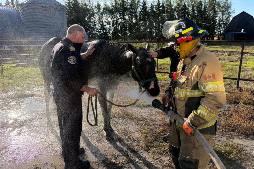 Firefighters wash down a black horse in a field.