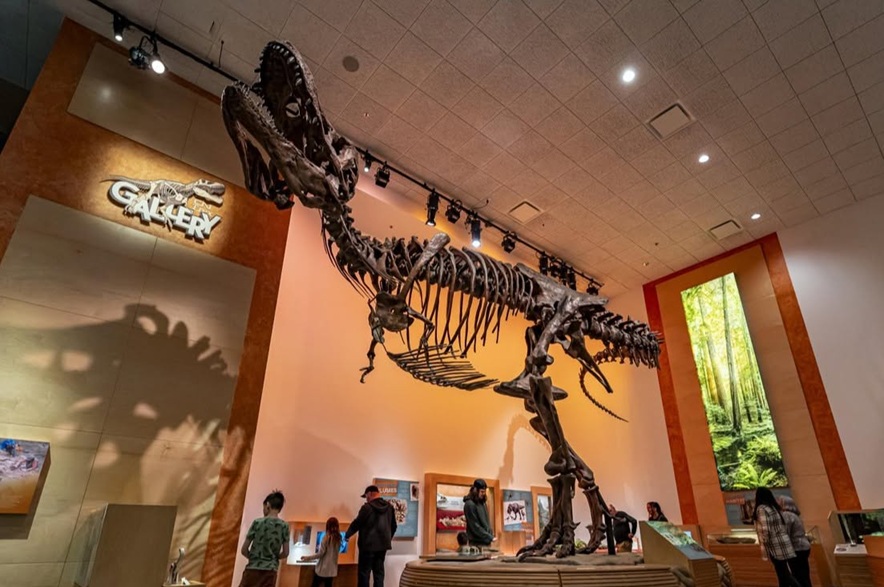The skeleton of Scotty the T. rex at T. rex Discovery Centre in Eastend.