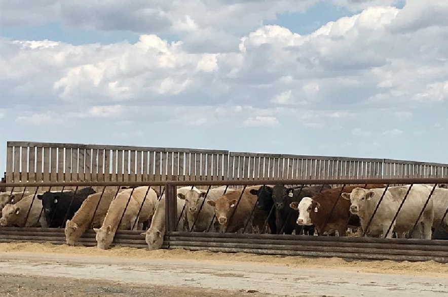 Cattle in a pen.